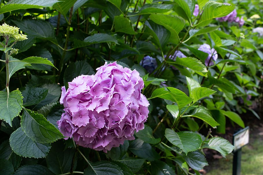 hydrangea, flower, pink, nature, leaf, green, oviedo, spain HD wallpaper