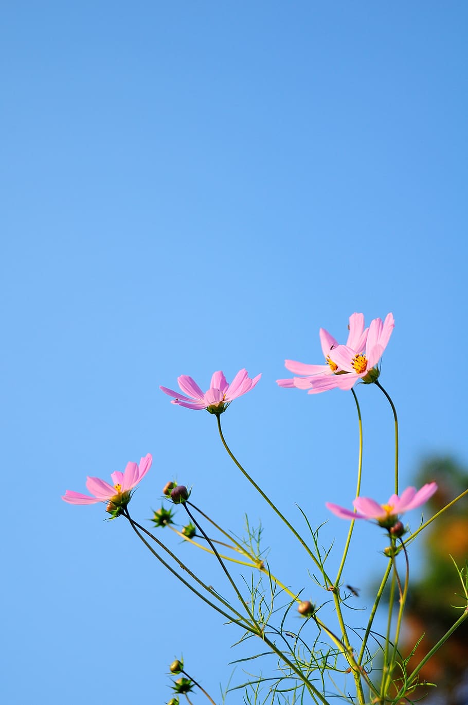 HD wallpaper: cosmos, flowers, nature, autumn, seasonal, sky, blue ...