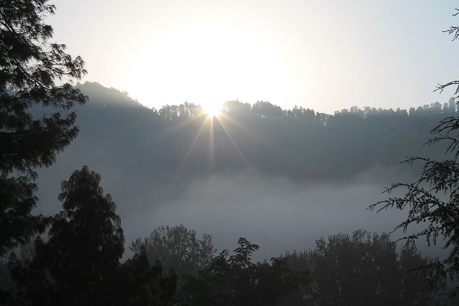 tree, nature, forest, branch, mountain, light, cloud, sun, fog HD wallpaper