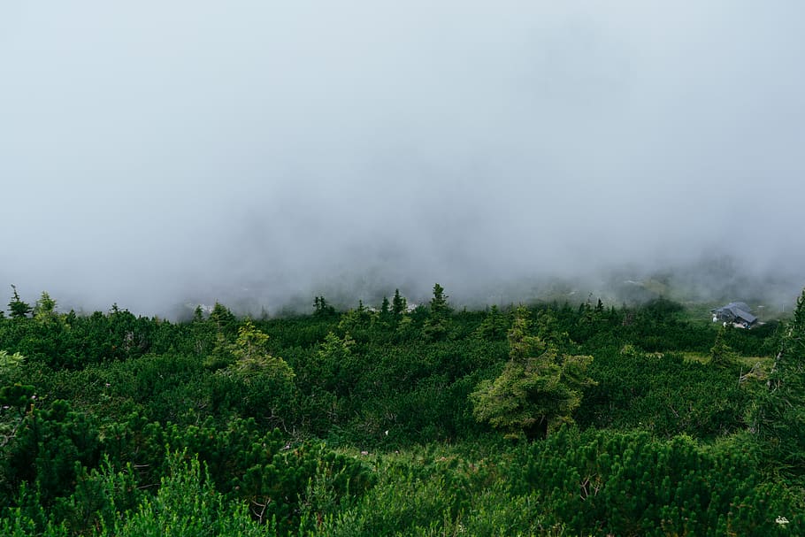 trees, mist, austria, untersberg, mountain, green, climb, plant HD wallpaper