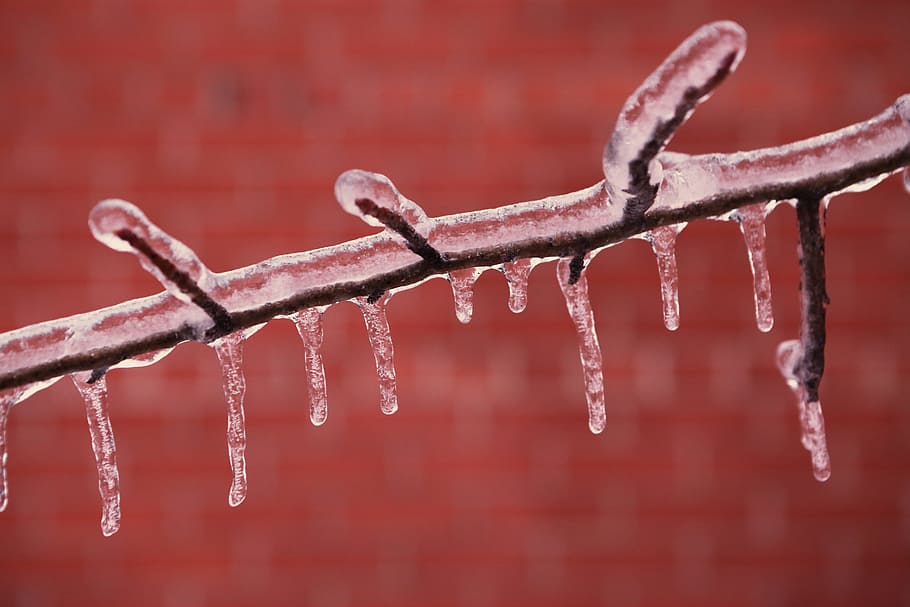branch, frozen, ice, zing, cold, winter, close-up, cold temperature HD wallpaper