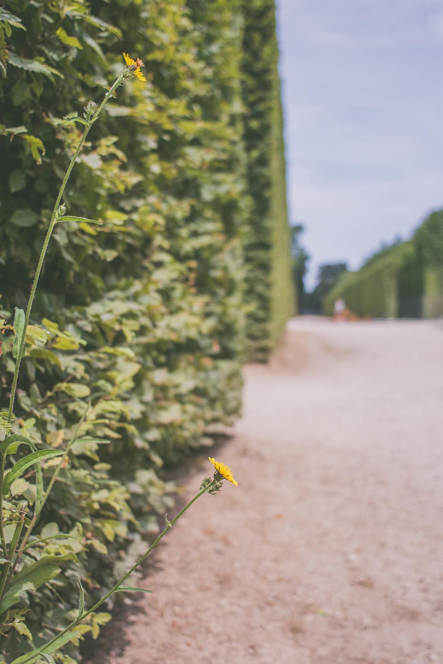 green bush, plant, growth, green color, nature, day, focus on foreground HD wallpaper