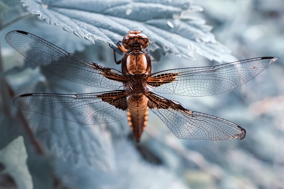 denmark, dragonfly, nature, insect, animal, invertebrate, animal wing HD wallpaper