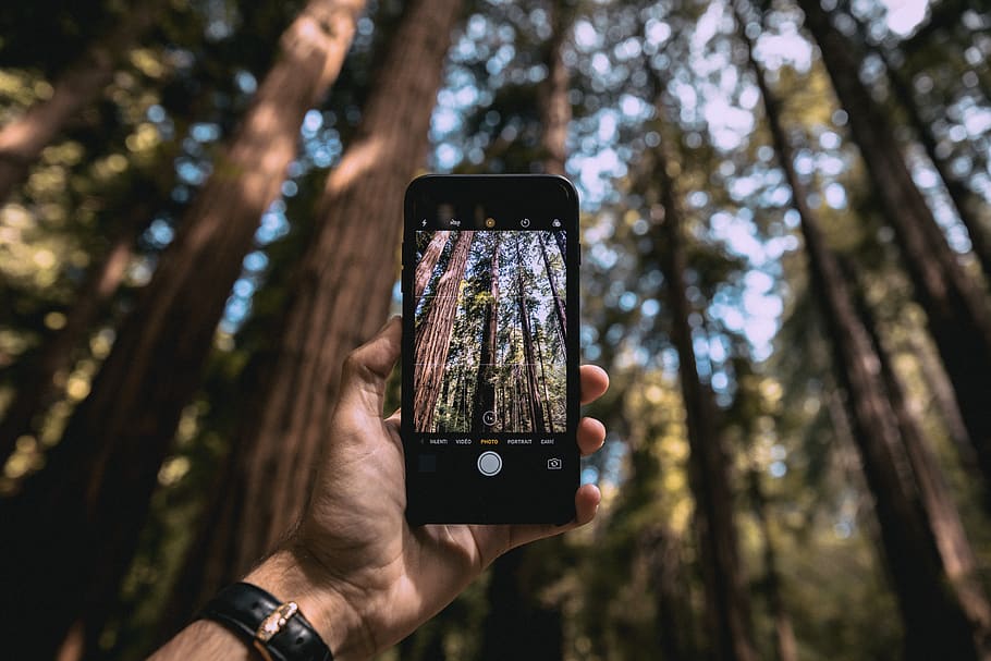 séquoia, redwood, forest, tree, technology, smart phone, wireless technology HD wallpaper