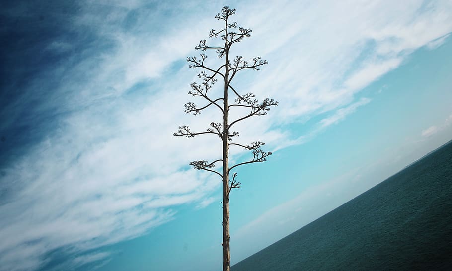 tree, plant, outdoors, sky, tunisia, mahdia, nature, vegetation HD wallpaper