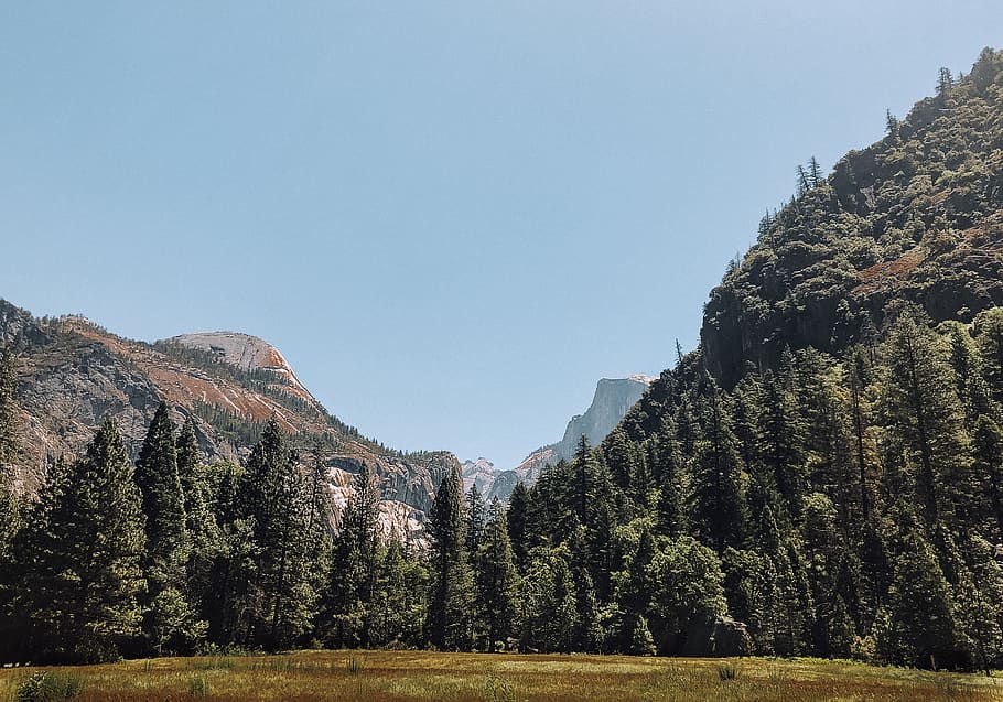 green pine trees, plant, abies, fir, conifer, outdoors, nature HD wallpaper