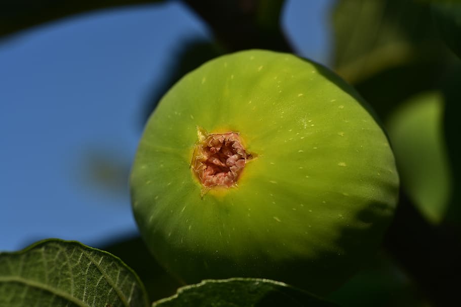 fig, green, fruit, eat, nature, delicious, food, sweet, plant, HD wallpaper