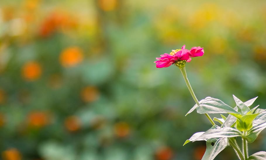 philippines, baguio, flowering plant, freshness, fragility HD wallpaper