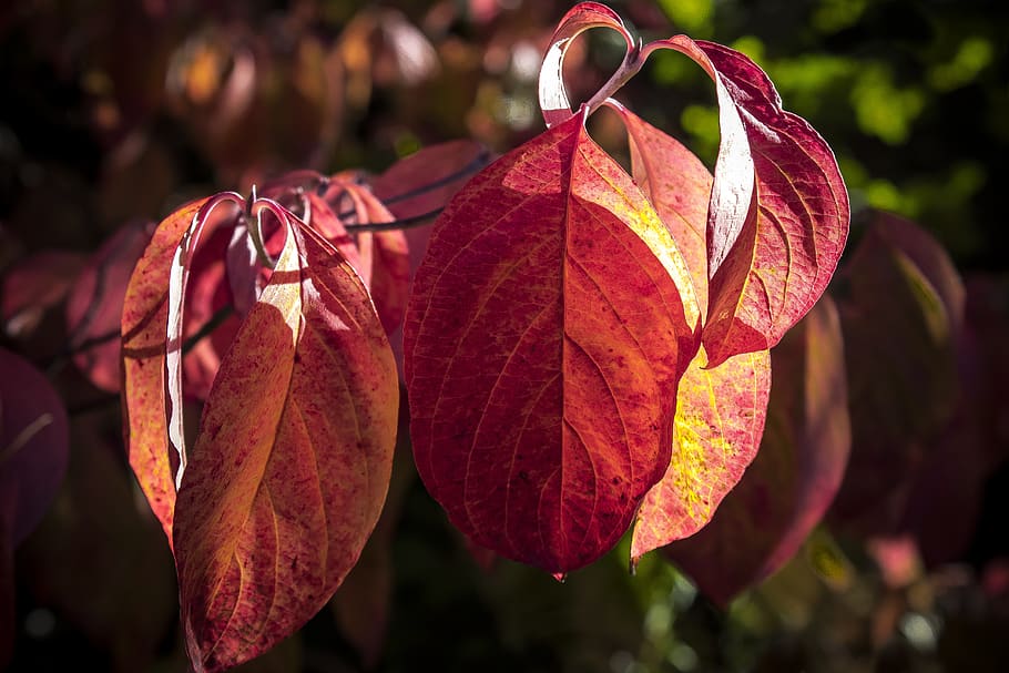leaf, autumn, red, leaves, coloring, bright, fall color, colorful HD wallpaper