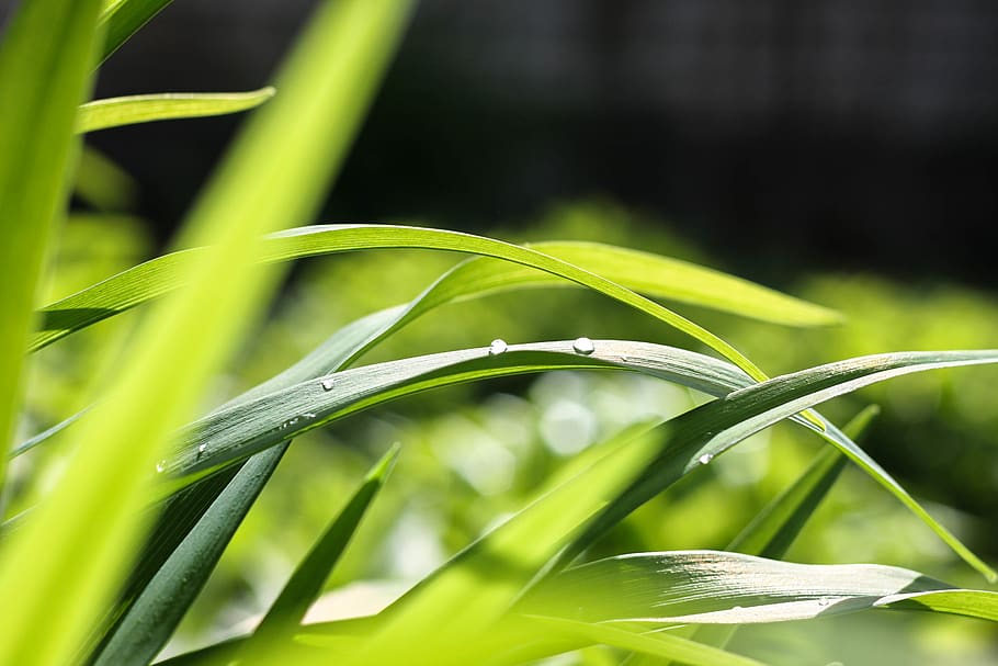 Green Grass, dew, plant, wet, green color, growth, close-up, nature HD wallpaper