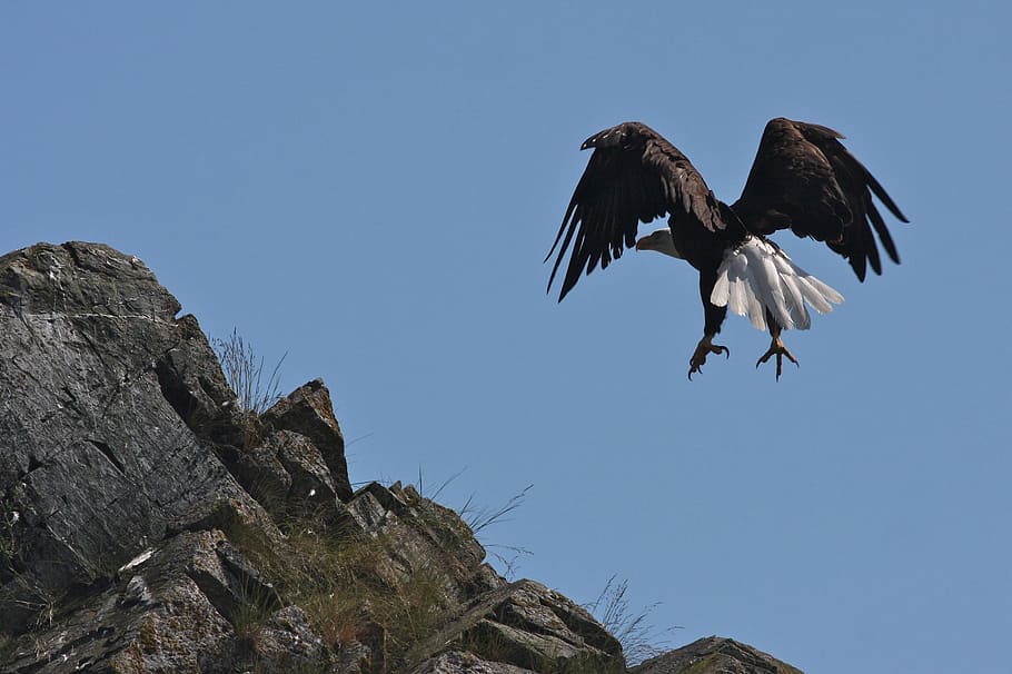 eagle, bald, animal, wild, nature, bird, animal themes, flying HD wallpaper