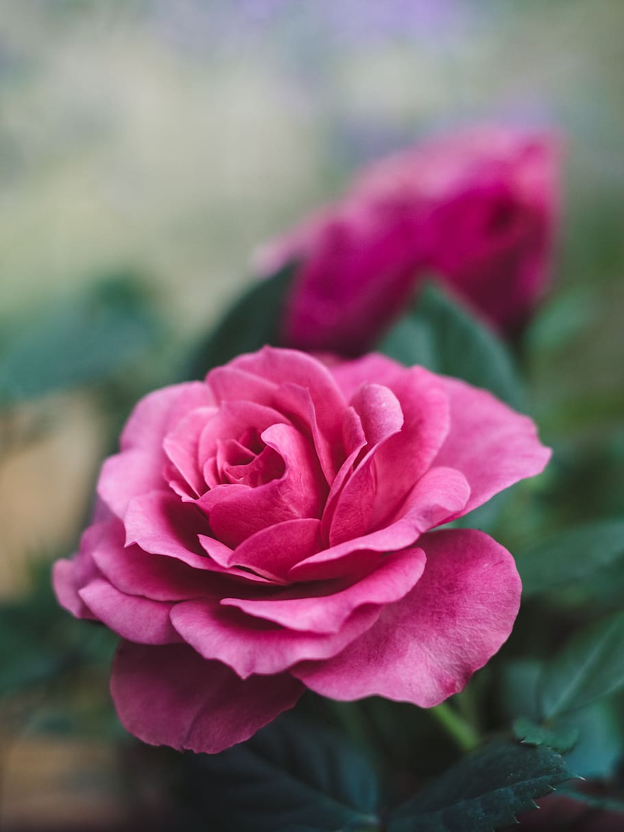 flower, rose, pink, blossom, bloom, nature, plant, romance, HD wallpaper
