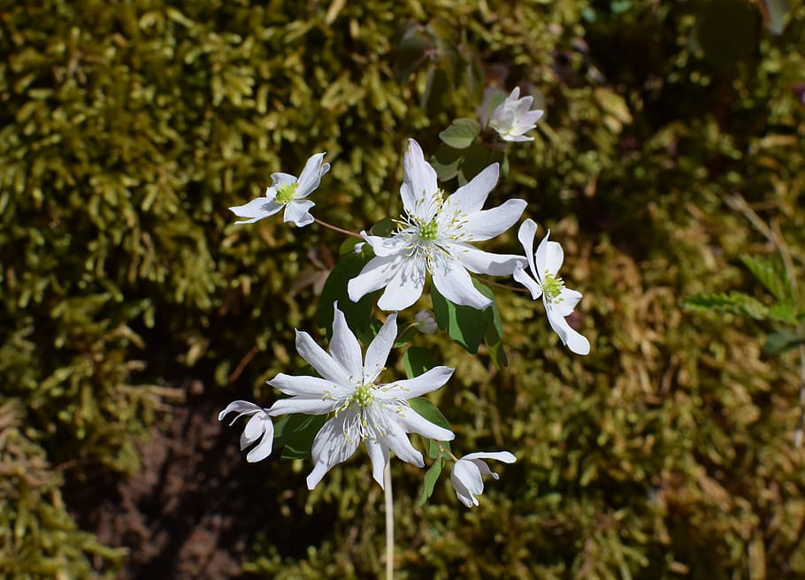 white-petaled flower, flowering plant, fragility, vulnerability HD wallpaper