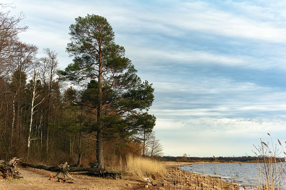 sky, landscape, water, trees, nature, see, plant, cloud - sky HD wallpaper