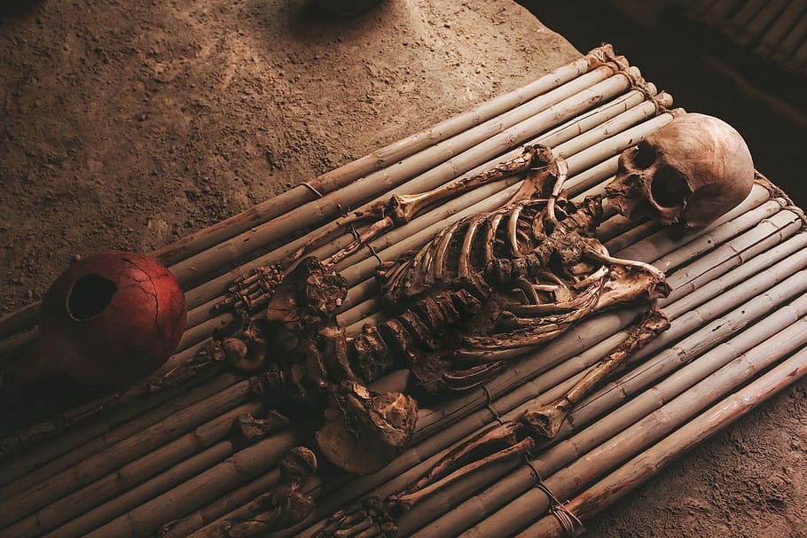 human skeleton, peru, lambayeque, royal tombs of sipan museum HD wallpaper