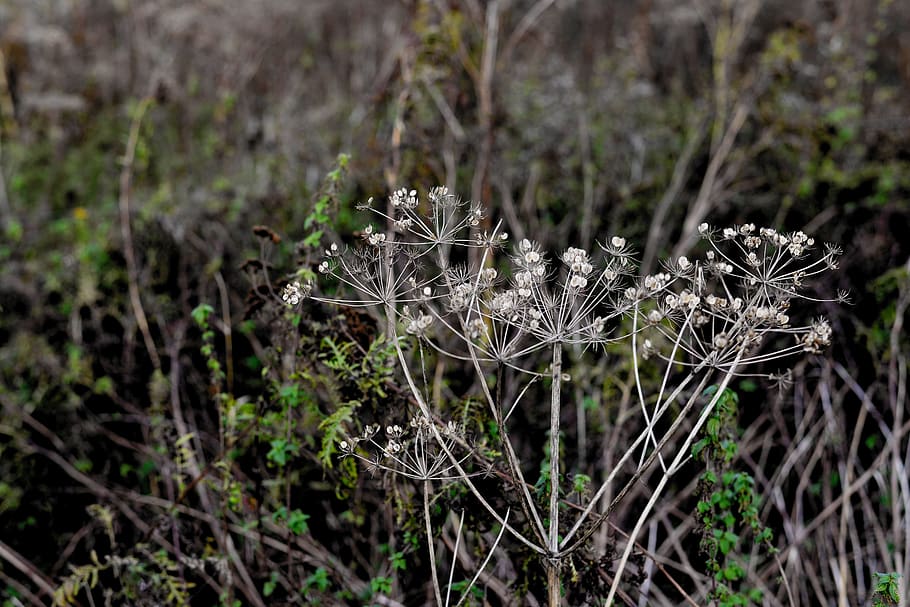 yarrow, grasses, dry, withered, trist, autumn, halme, drought HD wallpaper