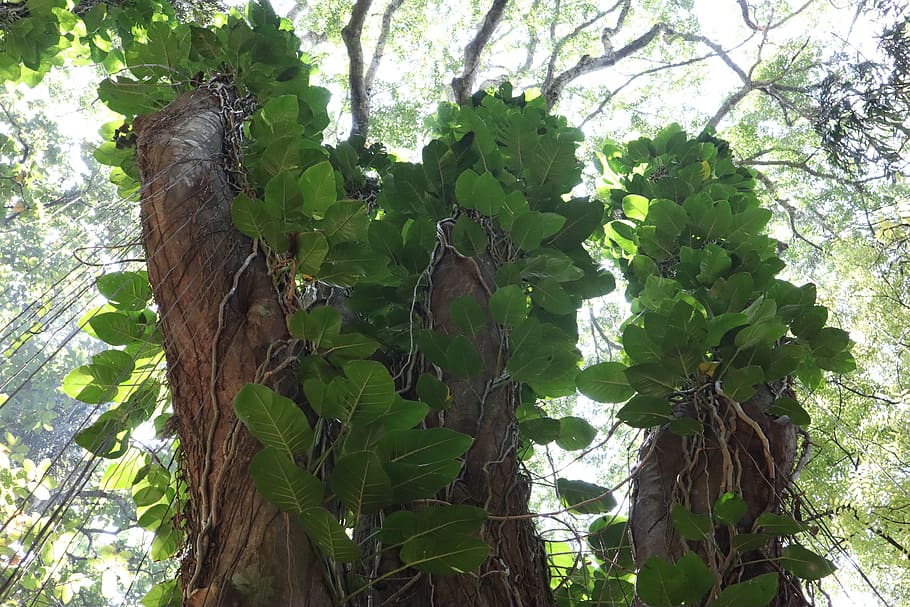 plant, tree, tree trunk, sri lanka, nature, jungle, srilanka HD wallpaper