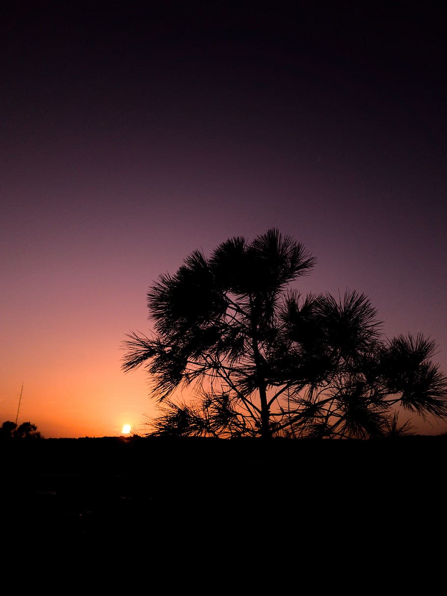 Silhouette Of Tree During Dawn, backlit, dark, idyllic, peaceful HD wallpaper