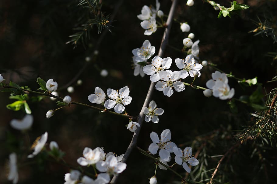 flowers, white, casey, tree, spring, nature, plant, botanical HD wallpaper