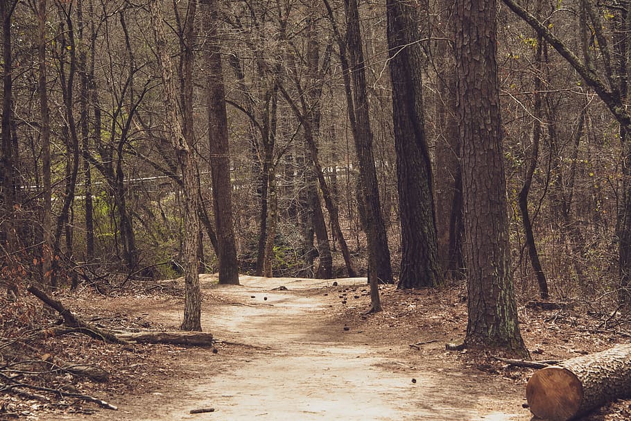 empty road on forest during daytime, plant, tree, tree trunk HD wallpaper