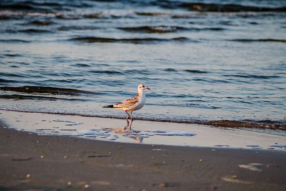 seagull, sand, bird, beach, holidays, ocean, wave, water, nature HD wallpaper