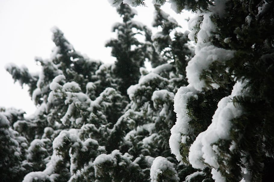 snow, tree, white, green, snowy, trees, plant, cold temperature HD wallpaper