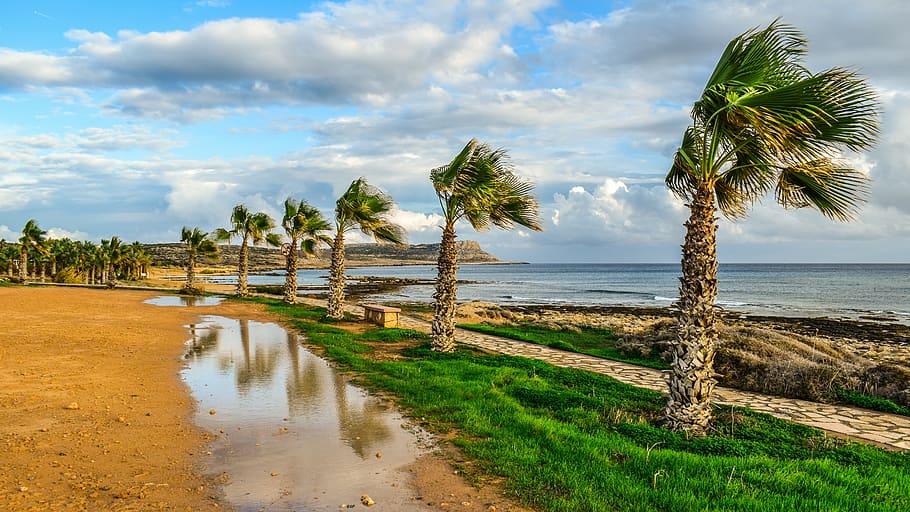 trees, path, palm trees, nature, landscape, autumn, mood, rainy day HD wallpaper
