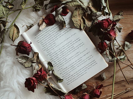 opened book, flower, rose, scroll, ireland, cork, text, page HD wallpaper