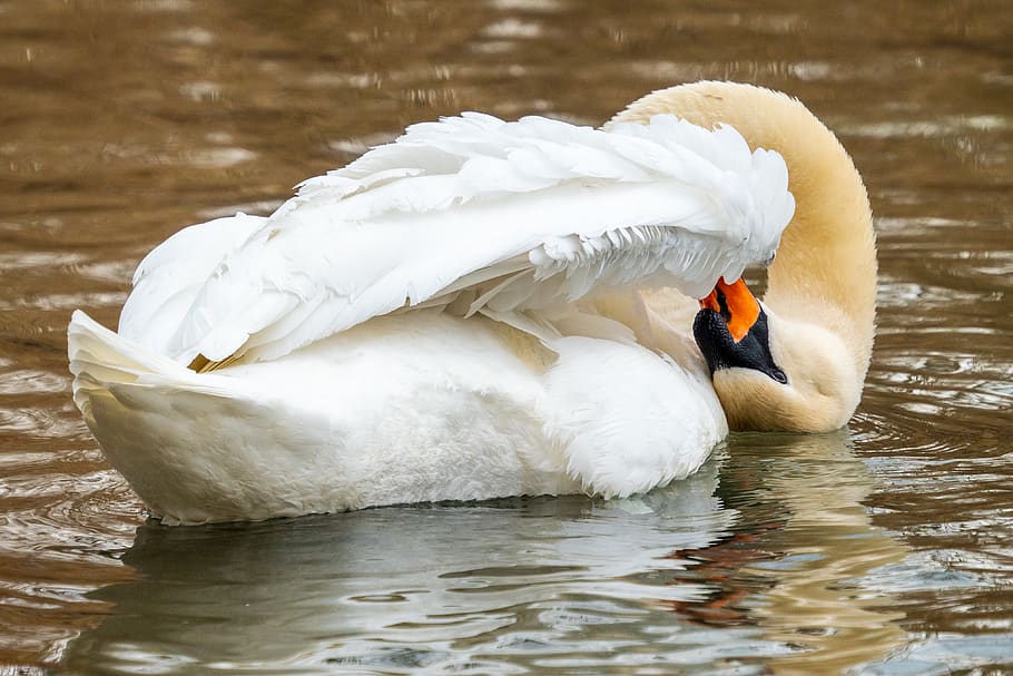 mute swan floating on body of water, animal, bird, duck, anseriformes, HD wallpaper