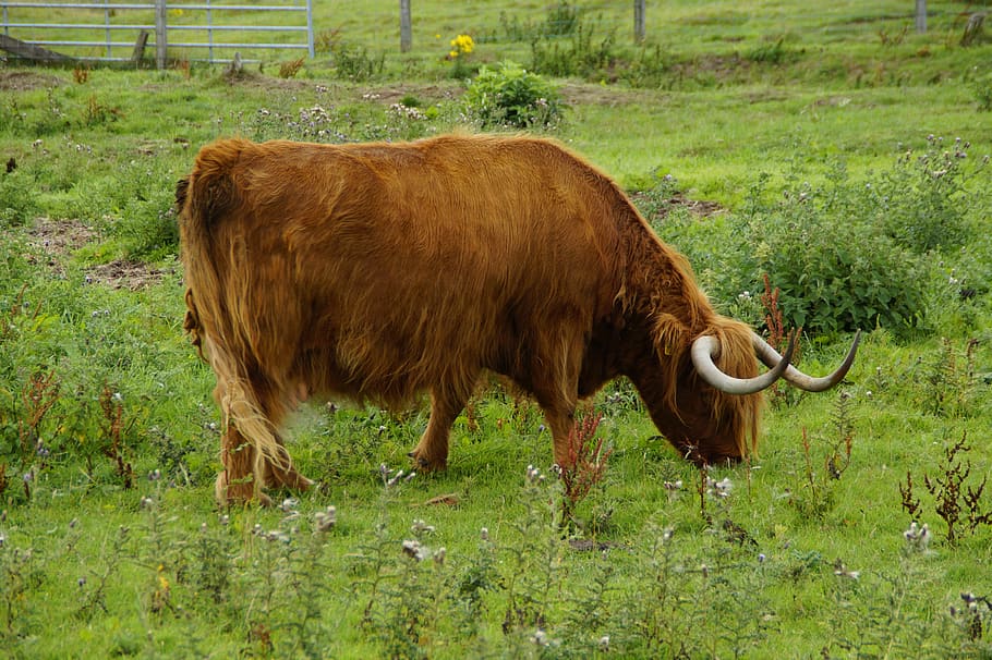 highlands, highland beef, scotland, scottish, pasture, agriculture, HD wallpaper