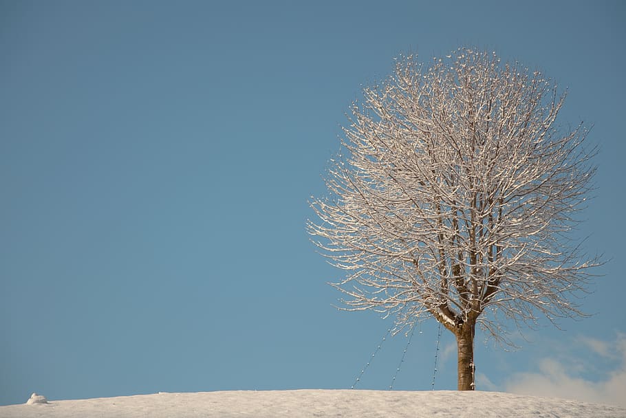 tree, winter, snow, christmas, cold, colder, lonely, tree snow HD wallpaper