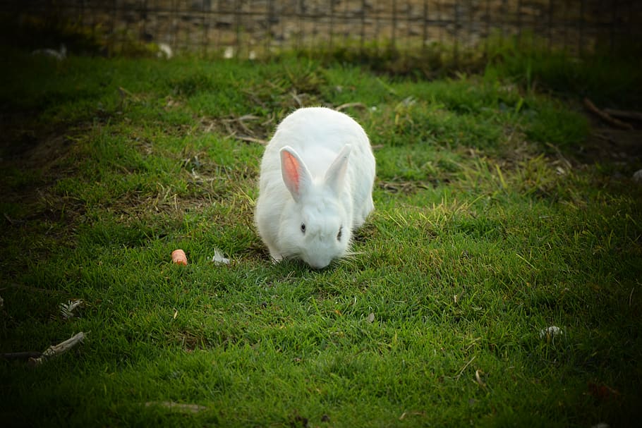 animal, bunny, hare, grass, farm, white bunny, carrot, love HD wallpaper