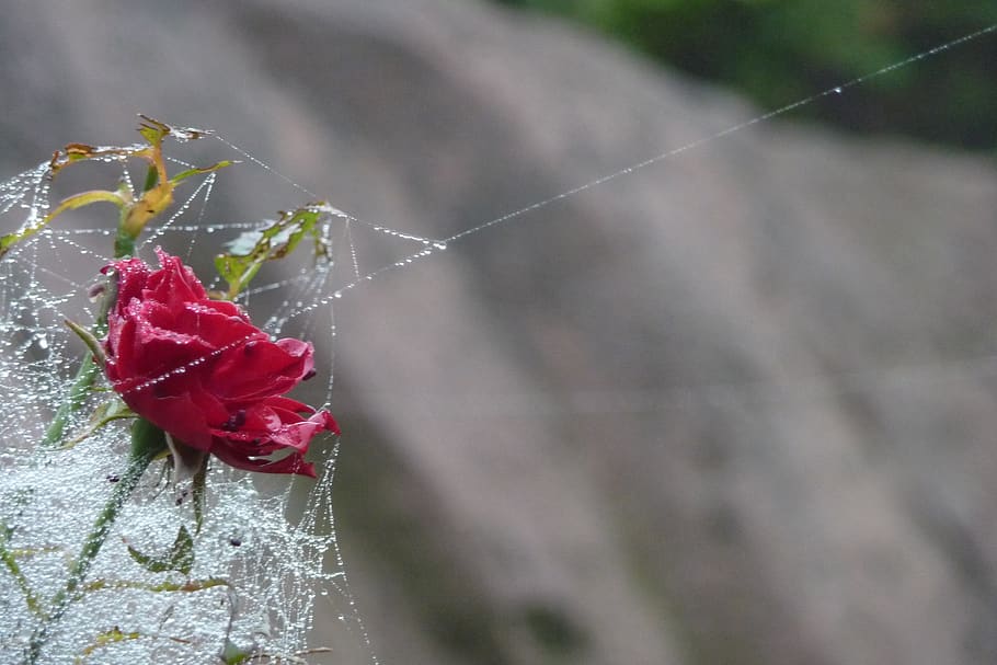 rose, dew, spider webs, cobweb, magic, drip, blossom, bloom HD wallpaper