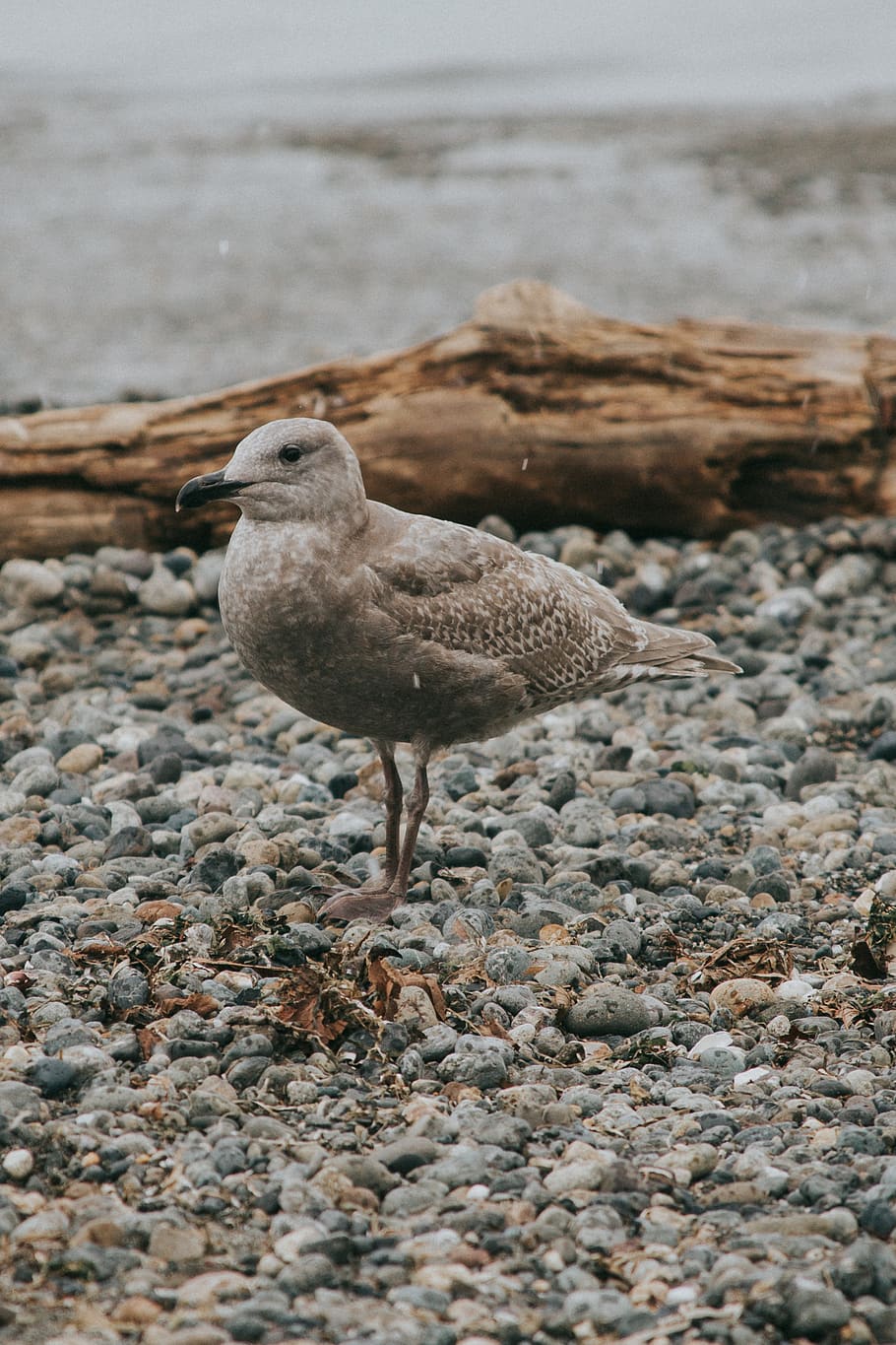gray bird on seashore during daytime, animal, gravel, road, dirt road HD wallpaper