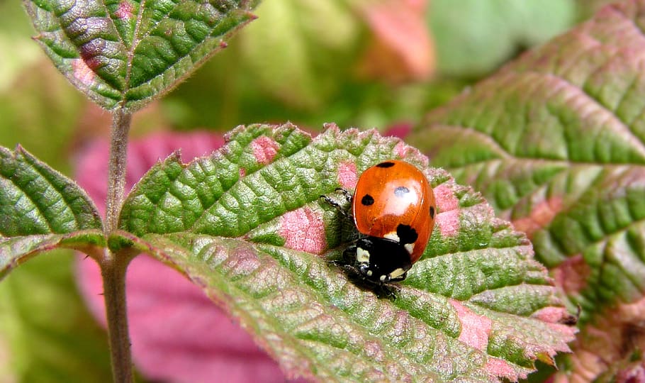 animal, animals, insect, ladybug, invertebrate, animal wildlife HD wallpaper