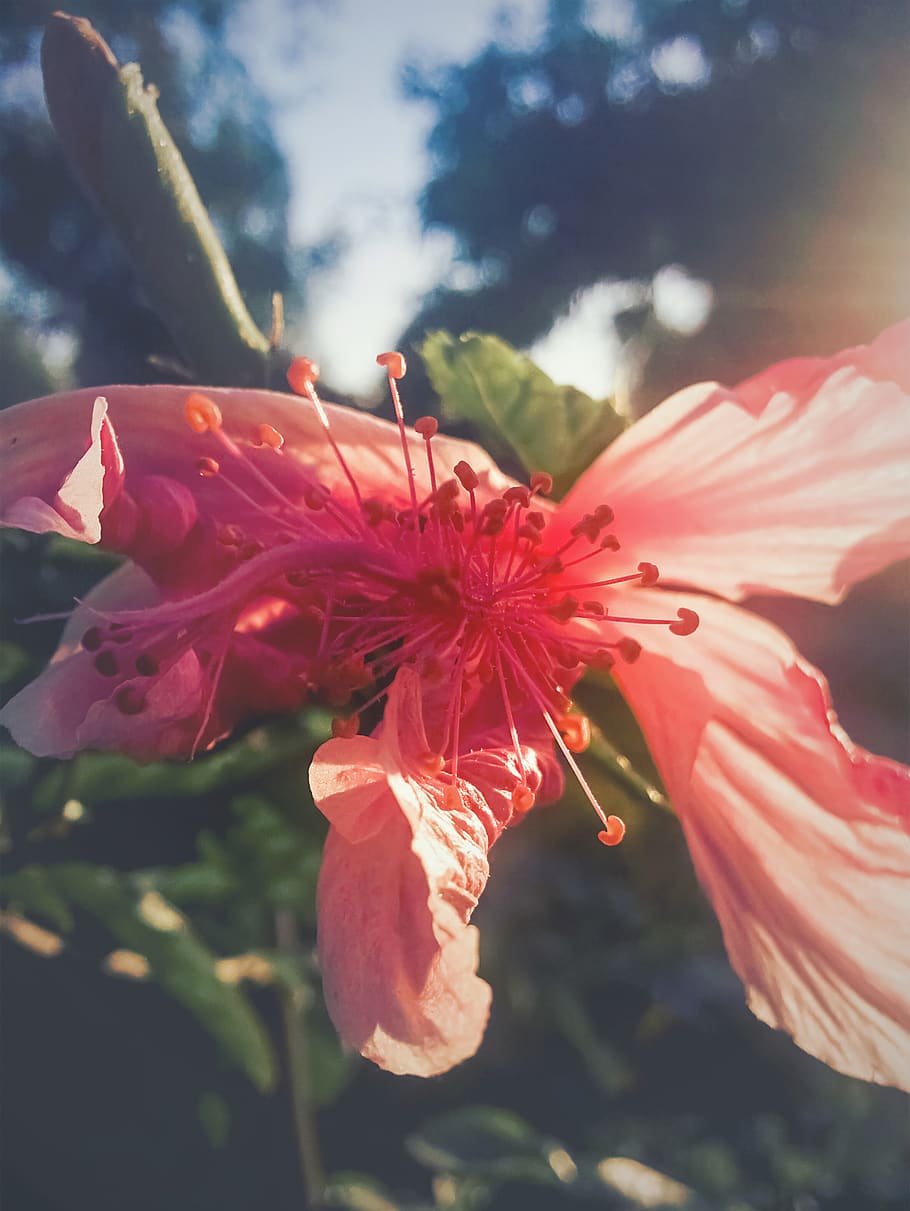 india, gradient, effect, nature, flower, forest, garden, pink HD wallpaper