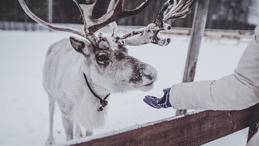 snow covered deer, human, person, wildlife, elk, animal, mammal HD wallpaper