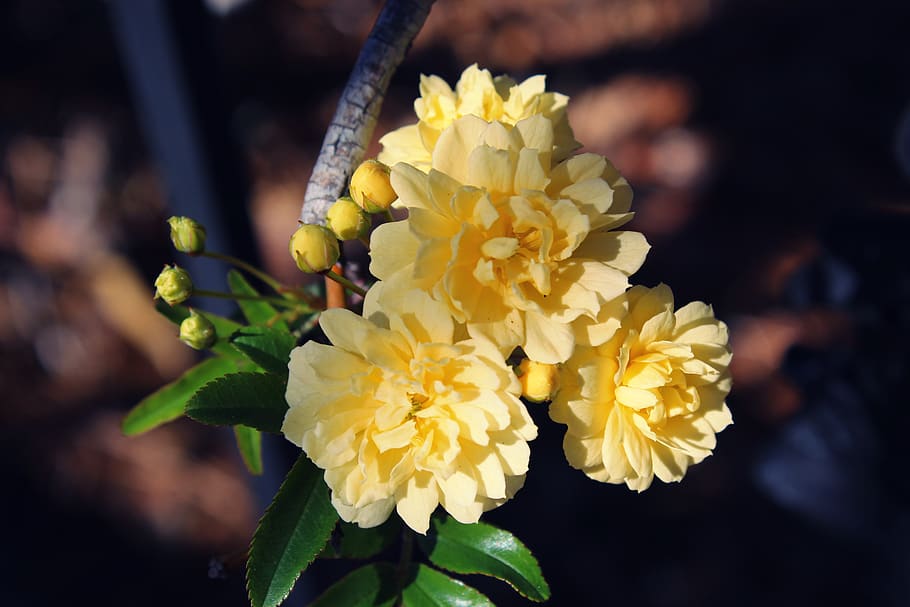 Four yellow flowers up close., thorns, leaves, petals, climber HD wallpaper