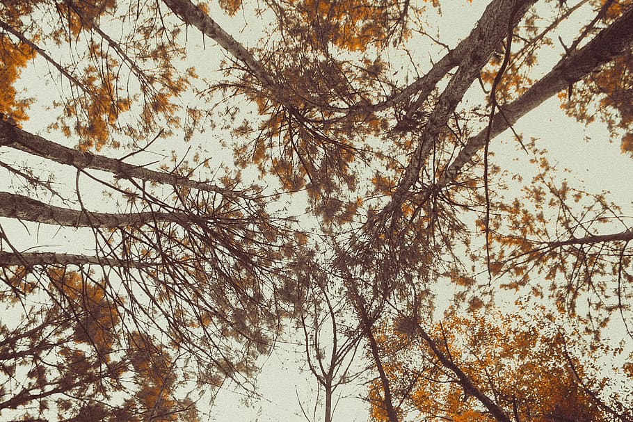 tree, vsco, nature, life, forest, winter, plant, branch, low angle view HD wallpaper