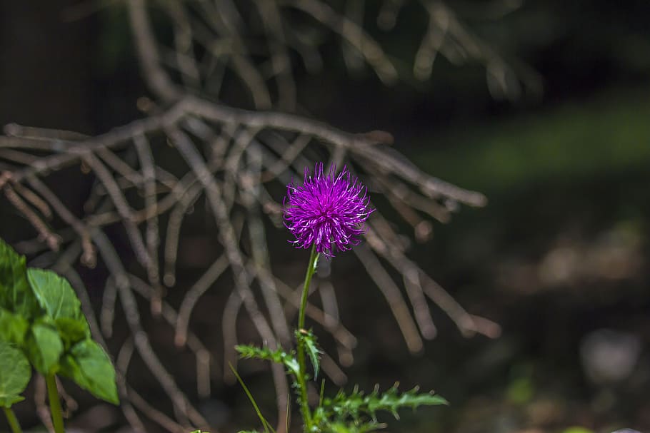 flower, tree, violet, selva, dolomites, forest, nature, wood HD wallpaper