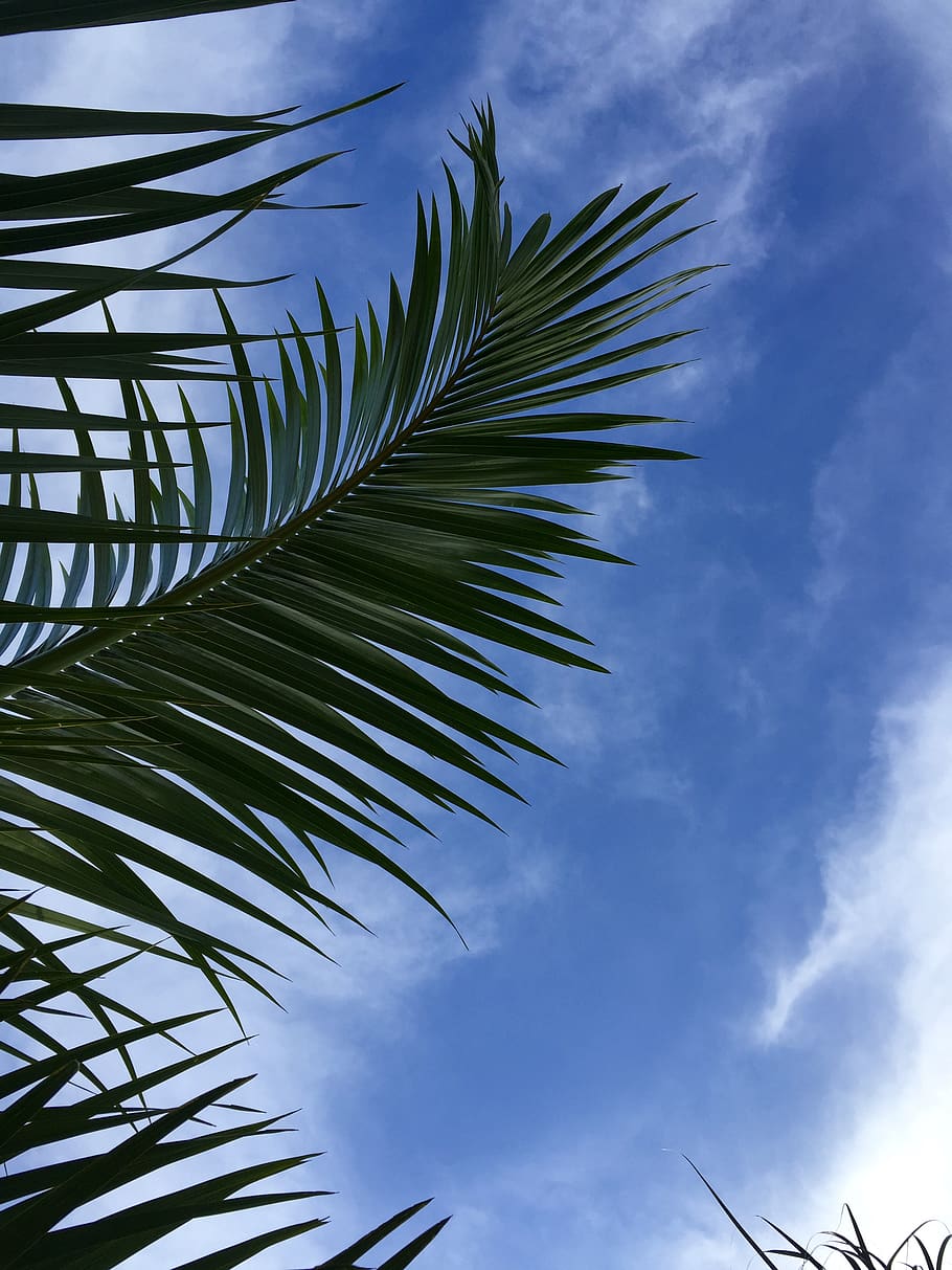 tree, frond, palm frond, background, beautiful, partly cloudy HD wallpaper