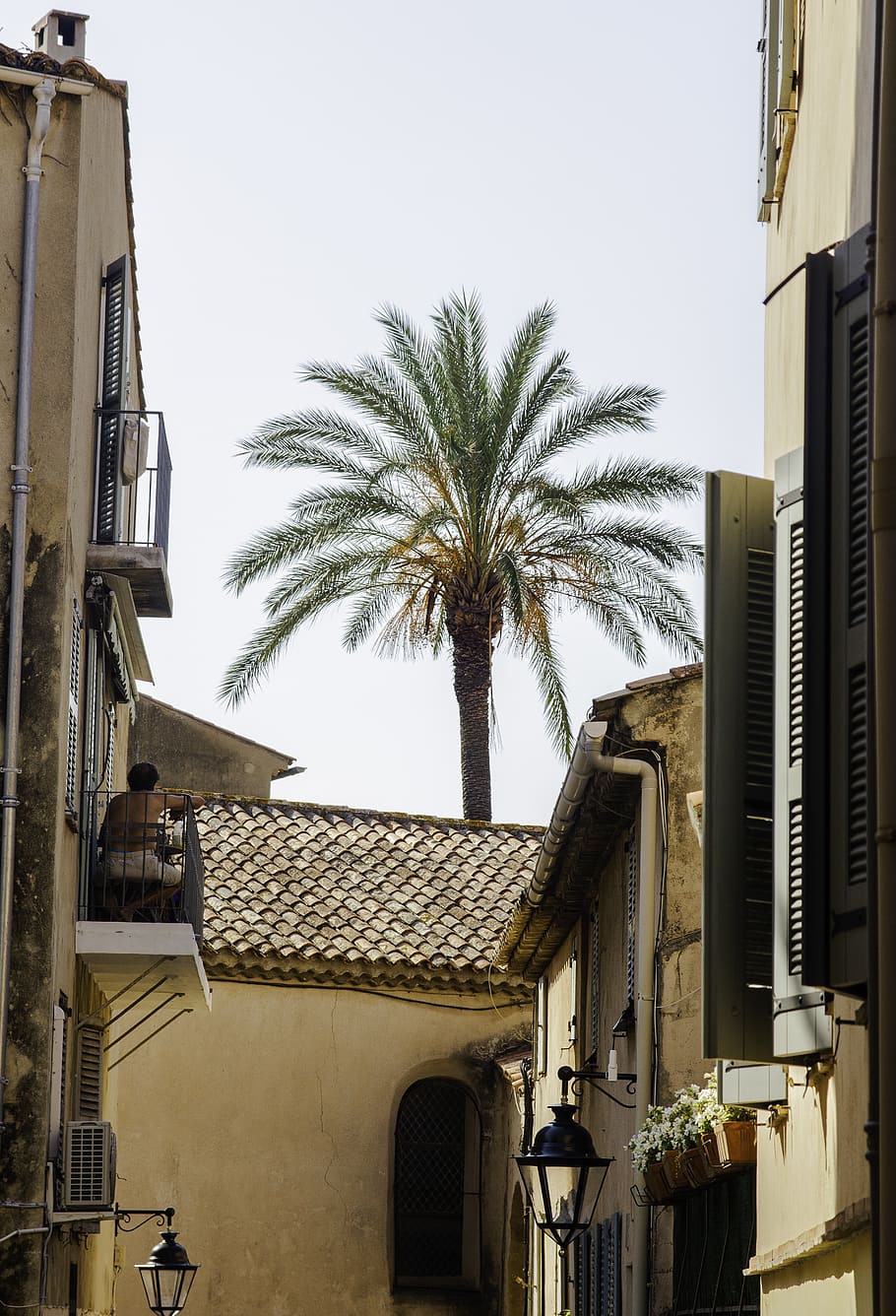saint-tropez, france, palm tree, street, french riviera, provence, HD wallpaper