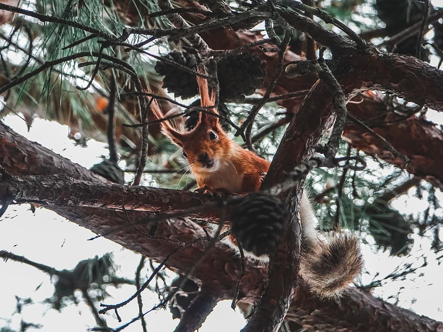 squirrel climbing on pine cone, tree, animal themes, branch, one animal HD wallpaper
