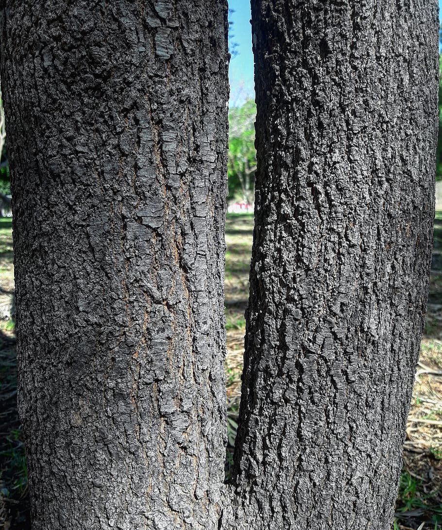 tree, tree trunk, plant, rug, santiago de querétaro, mexico HD wallpaper