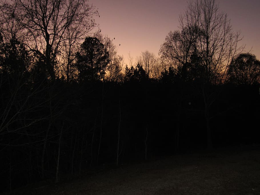 trees, sunrise, plant, sky, forest, land, silhouette, no people HD wallpaper