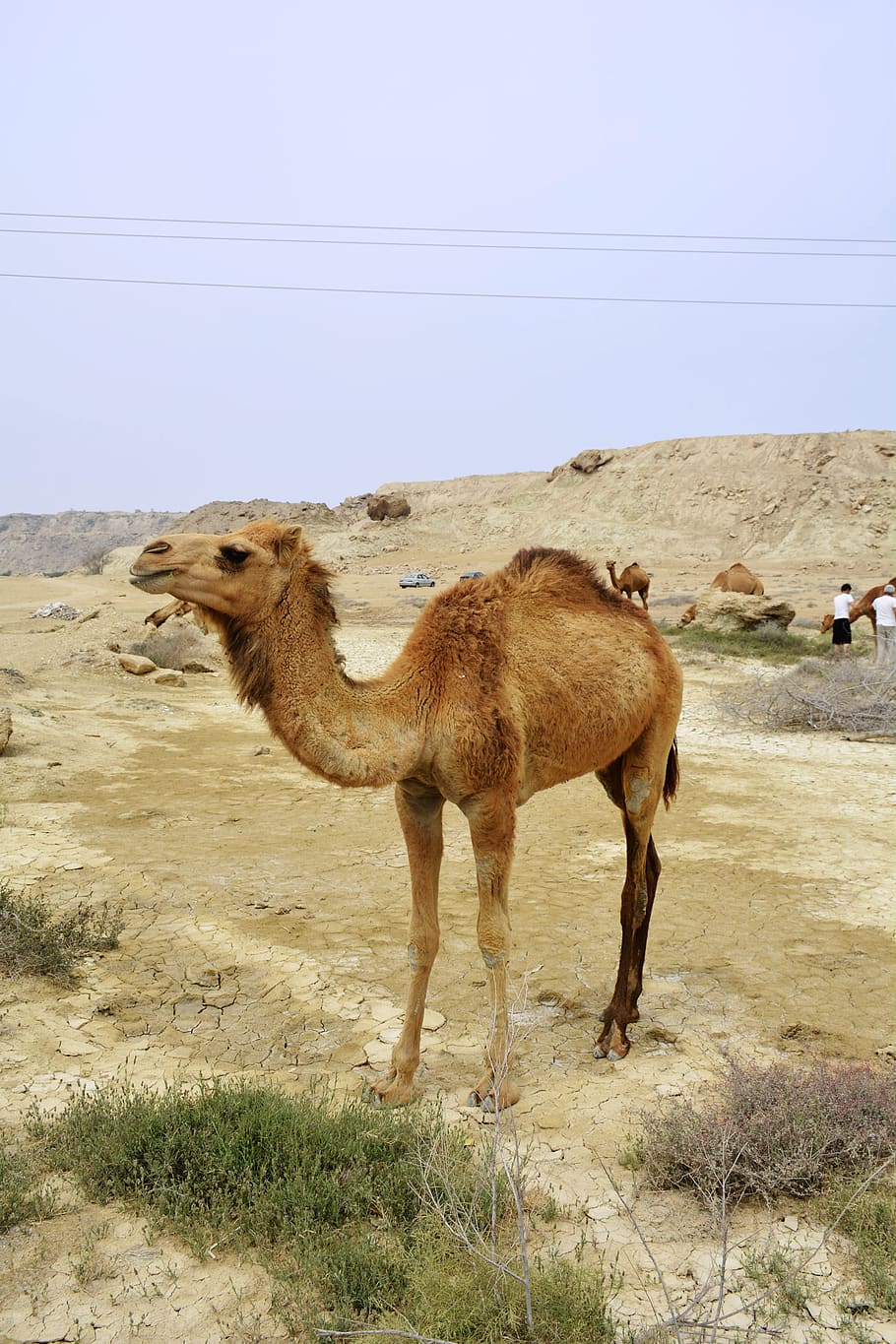 iran, mashhad, animal themes, domestic animals, mammal, pets HD wallpaper