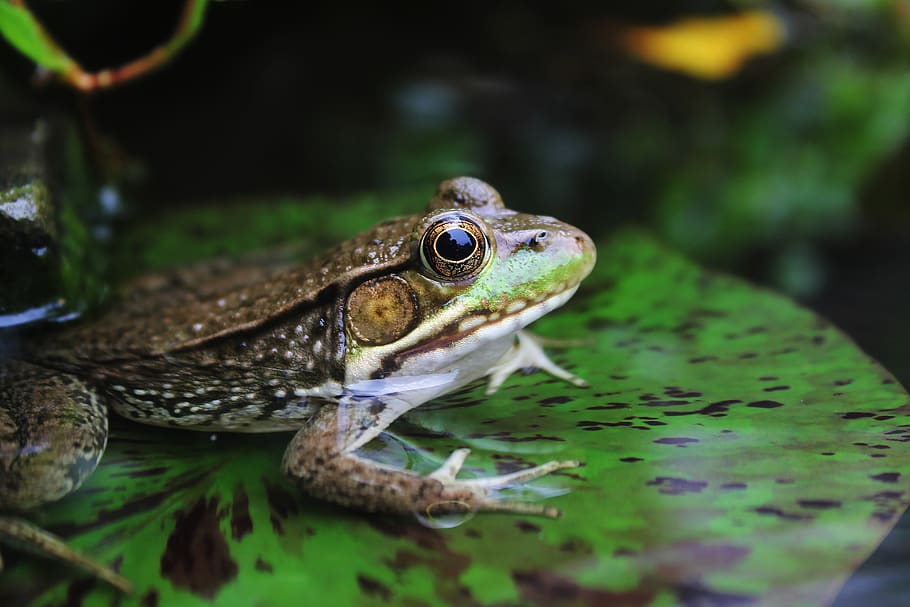 brown frog on lily pad, animal themes, animal wildlife, one animal HD wallpaper