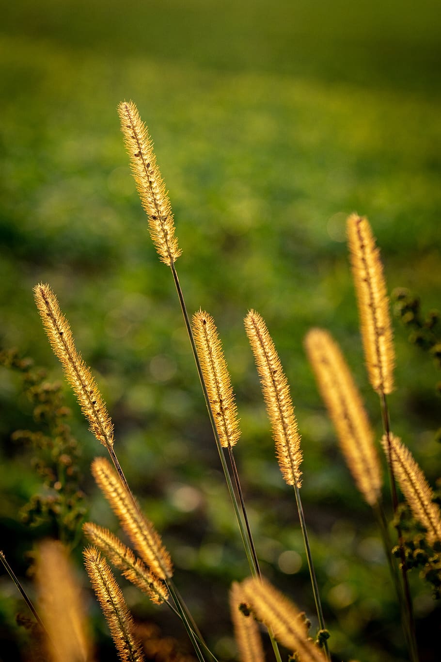nature, grass, landscape, sunset, rest, field, still, evening HD wallpaper
