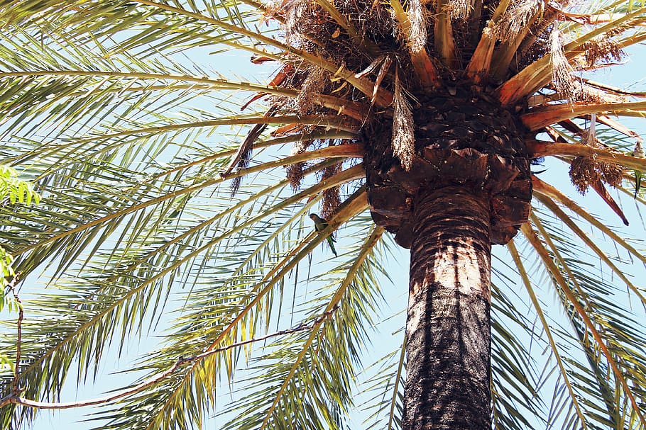 Palm Tree Under Blue Sky, tropical climate, low angle view, trunk HD wallpaper