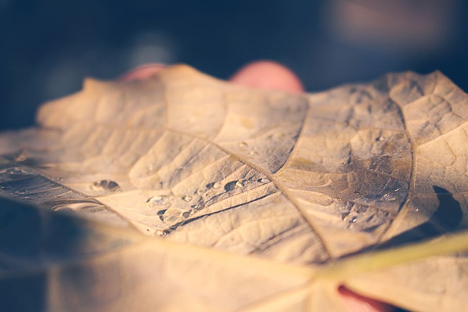 leaf, autumn, light, shadow, garden, yellow, close-up, selective focus HD wallpaper